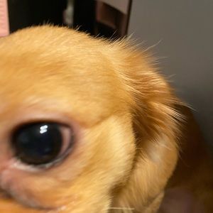 Meet your Posher, Yvette